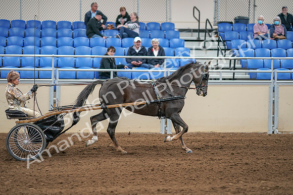 2020 - AB Morgan Horse - Sat, Sept 05 - 05964