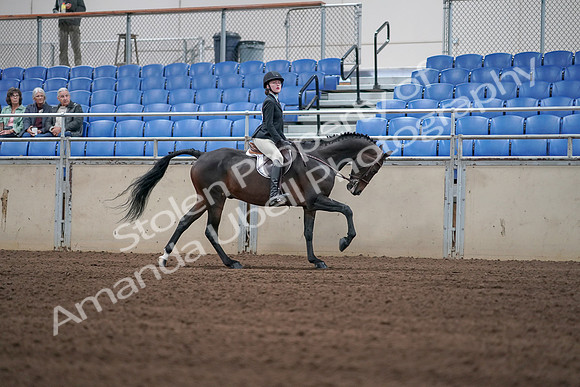 2019 Morgan Horse Show - Sept 01, 2019 - 03879