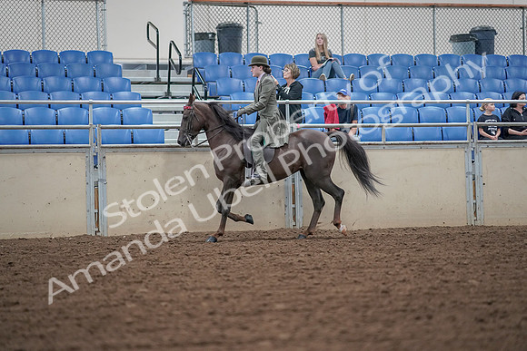 2019 Morgan Horse Show - Aug 30, 2019 - 15319