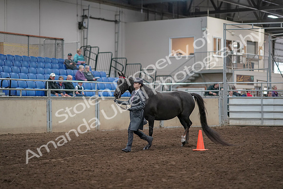 2019 Morgan Horse Show - Aug 31, 2019 - 02104