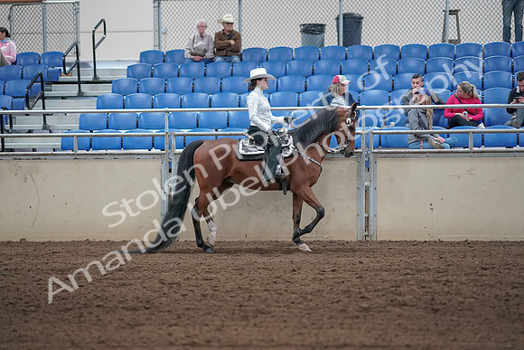 2019 Morgan Horse Show - Sept 01, 2019 - 07129
