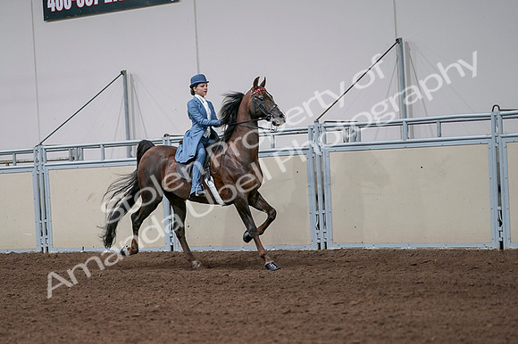 2020 - AB Morgan Horse - Fri, Sept 04 - 05113