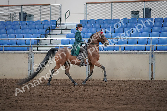 2019 Morgan Horse Show - Sept 01, 2019 - 13301