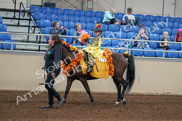 2020 - AB Morgan Horse - Sat, Sept 05 - 05773