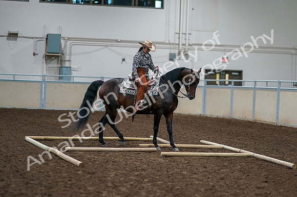 2020 - AB Morgan Horse - Fri, Sept 04 - 00371