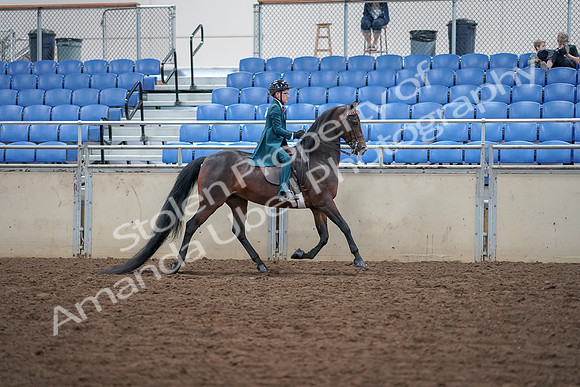 2019 Morgan Horse Show - Aug 30, 2019 - 18165