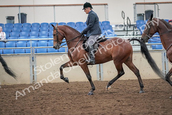2019 Morgan Horse Show - Aug 30, 2019 - 20117