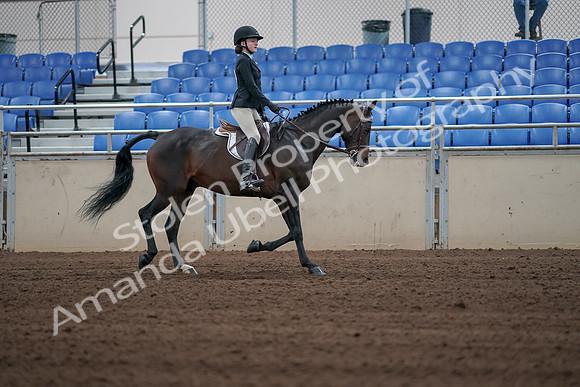 2019 Morgan Horse Show - Sept 01, 2019 - 03939