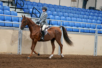 2020 - AB Morgan Horse - Fri, Sept 04 - 02950