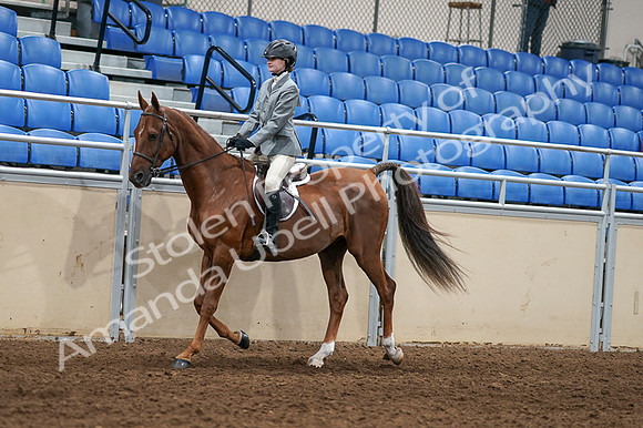 2020 - AB Morgan Horse - Fri, Sept 04 - 02950