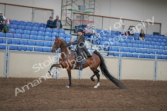 2020 - AB Morgan Horse - Fri, Sept 04 - 09544