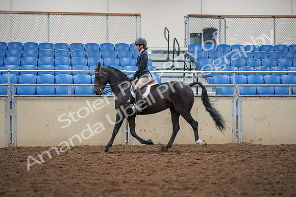 2019 Morgan Horse Show - Aug 30, 2019 - 23179