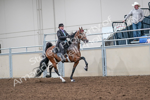 2020 - AB Morgan Horse - Sat, Sept 05 - 13201