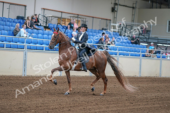 2020 - AB Morgan Horse - Fri, Sept 04 - 06247