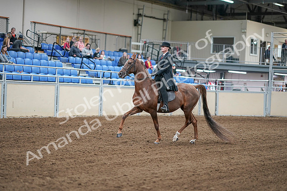 2020 - AB Morgan Horse - Fri, Sept 04 - 07915