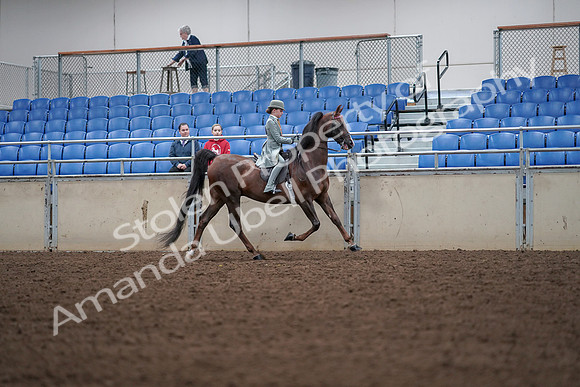 2019 Morgan Horse Show - Aug 30, 2019 - 18108