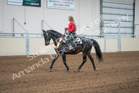2020 - AB Morgan Horse - Sat, Sept 05 - 10397