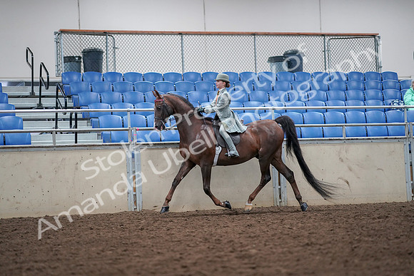 2019 Morgan Horse Show - Aug 30, 2019 - 17865