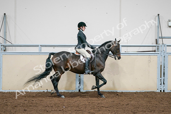 2020 - AB Morgan Horse - Sat, Sept 05 - 14582