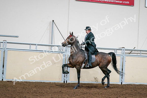 2020 - AB Morgan Horse - Sat, Sept 05 - 08016