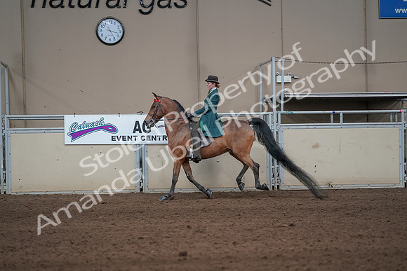 2019 Morgan Horse Show - Sept 01, 2019 - 13254