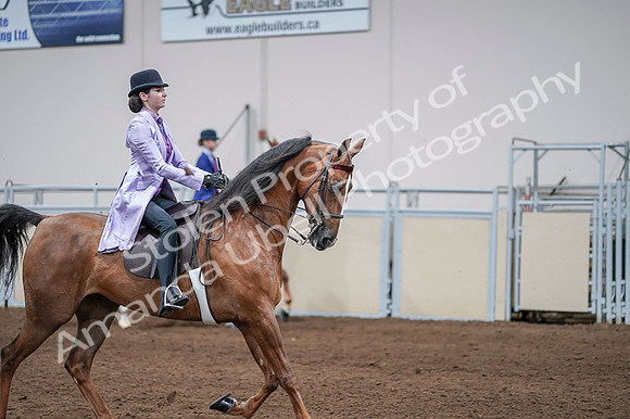 2020 - AB Morgan Horse - Fri, Sept 04 - 05140