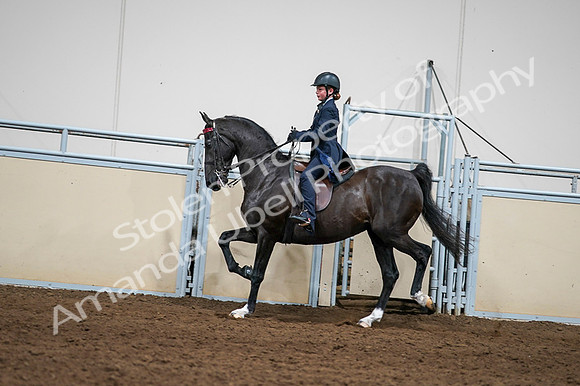 2020 - AB Morgan Horse - Fri, Sept 04 - 03247