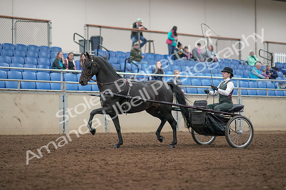 2019 Morgan Horse Show - Aug 31, 2019 - 04663