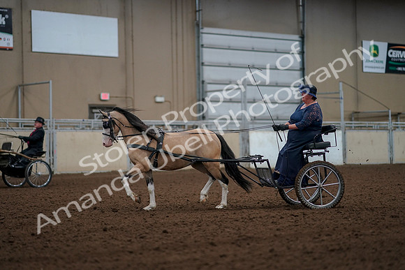 2019 Morgan Horse Show - Aug 30, 2019 - 13253