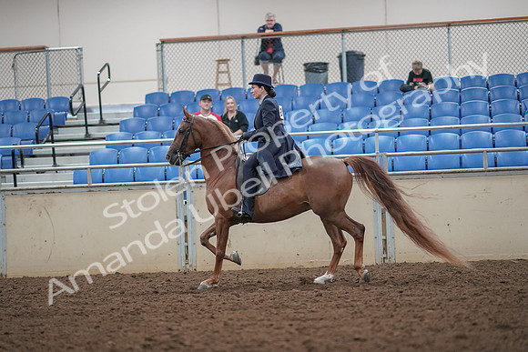 2019 Morgan Horse Show - Aug 30, 2019 - 26786