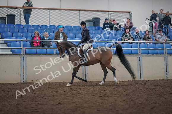 2019 Morgan Horse Show - Aug 31, 2019 - 15924