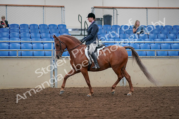 2019 Morgan Horse Show - Aug 30, 2019 - 16010