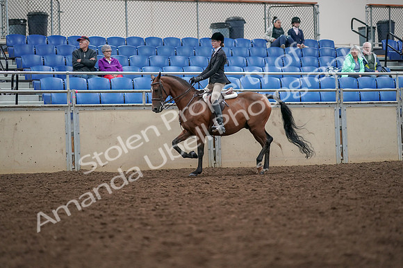 2019 Morgan Horse Show - Aug 30, 2019 - 20346