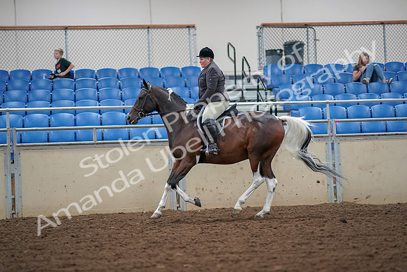 2019 Morgan Horse Show - Aug 30, 2019 - 16344