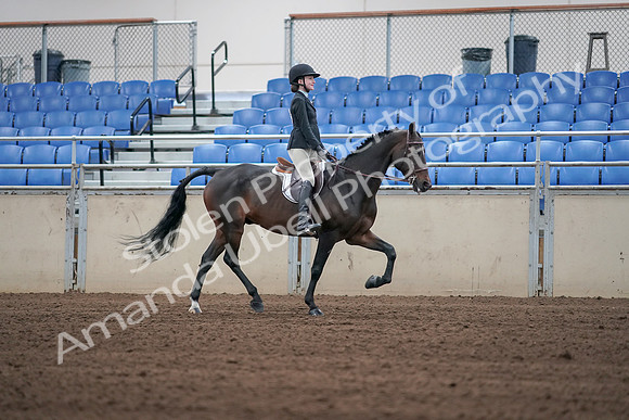2019 Morgan Horse Show - Sept 01, 2019 - 03823