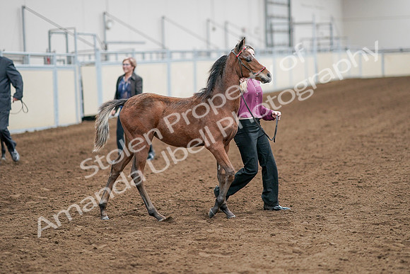2020 - AB Morgan Horse - Sat, Sept 05 - 00508
