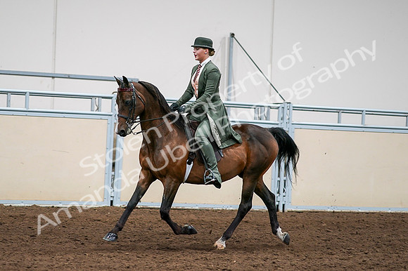 2020 - AB Morgan Horse - Fri, Sept 04 - 03297