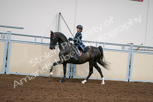 2020 - AB Morgan Horse - Fri, Sept 04 - 03058