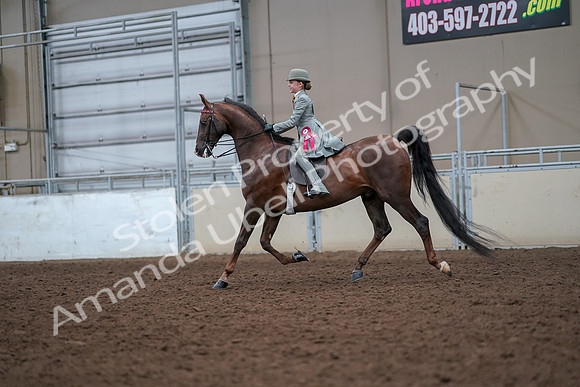 2019 Morgan Horse Show - Aug 30, 2019 - 18271