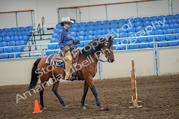 2020 - AB Morgan Horse - Fri, Sept 04 - 00289