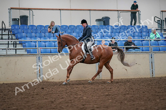 2019 Morgan Horse Show - Aug 30, 2019 - 16400