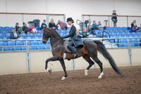 2019 Morgan Horse Show - Aug 31, 2019 - 12192