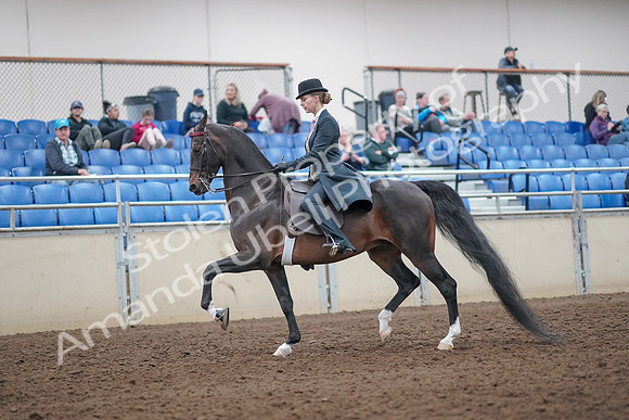2019 Morgan Horse Show - Aug 31, 2019 - 12192