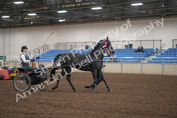 2019 Morgan Horse Show - Aug 31, 2019 - 04812