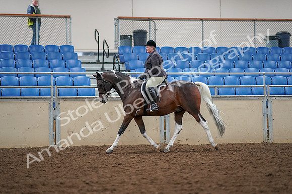 2019 Morgan Horse Show - Aug 30, 2019 - 22236