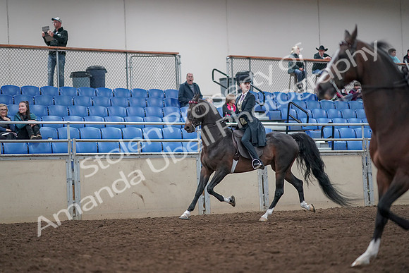 2019 Morgan Horse Show - Aug 31, 2019 - 08612