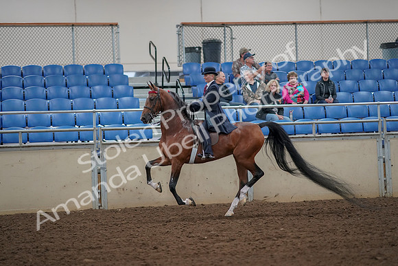 2019 Morgan Horse Show - Aug 30, 2019 - 25154