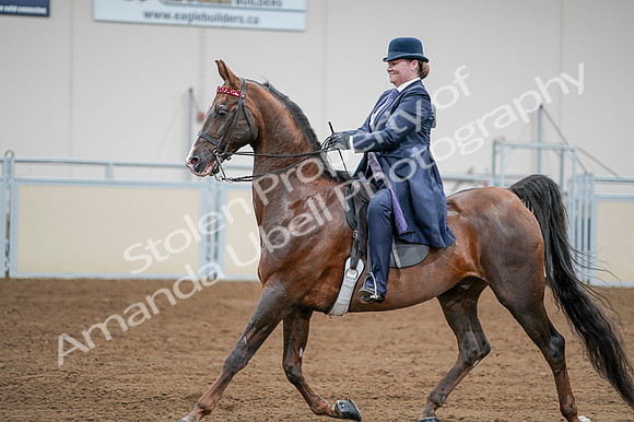 2020 - AB Morgan Horse - Fri, Sept 04 - 08224