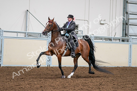 2020 - AB Morgan Horse - Sat, Sept 05 - 12986