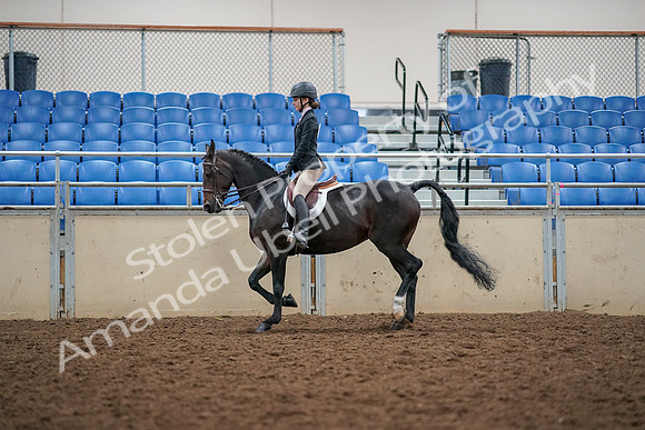 2019 Morgan Horse Show - Aug 30, 2019 - 23181